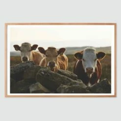 Donegal -US Home Sales 2024 Donegal Wood