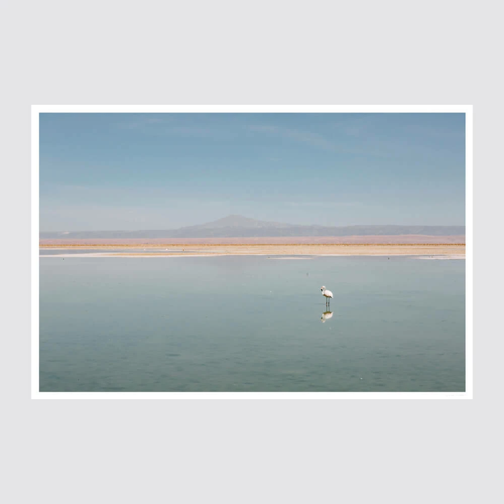 El Flamenco 3 El Flamenco