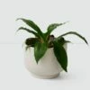 Paseo Tabletop Planter -US Home Sales 2024 Paseo Tabletop Planter 2